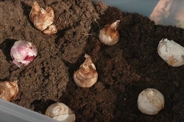Blumenzwiebeln in der Lasagnemethode gepflanzt