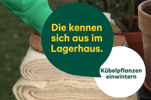 Videobild Kübelpflanzen einwintern