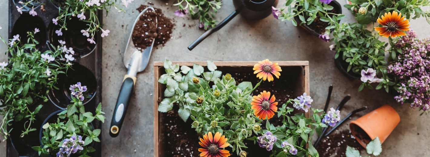 Blumen in verschiedenen Farben mit Pflanzenkübel, Blumenerde, Schaufel und Gießkanne von oben auf grauem Untergrund