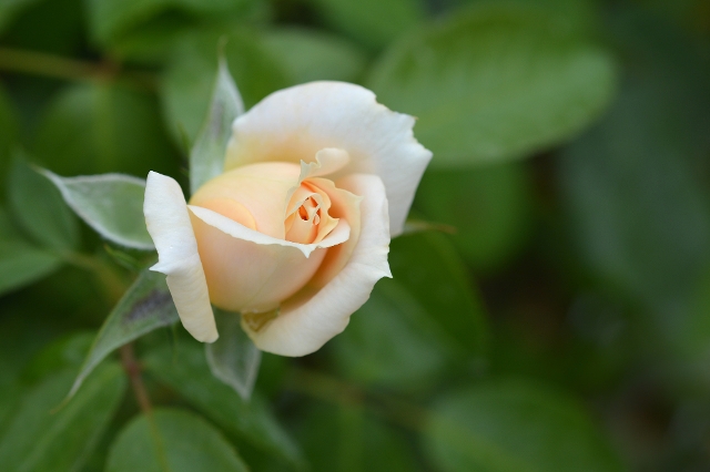 Eine Topfrose der Sorte Lions Rose