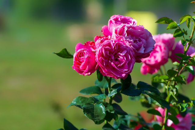 Pinke Rose der Sote Leonardo da Vinci