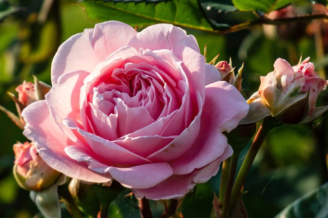 Rosafarbene Rose der Sorte Rosengräfin Marie Henriette