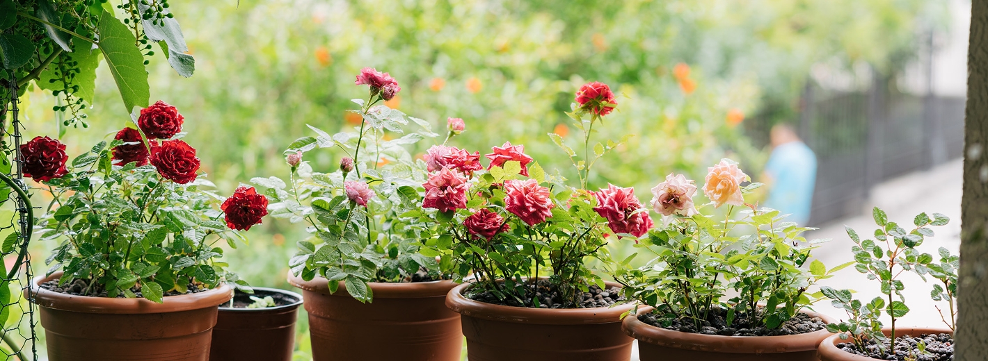 Verschiedene Rosen im Topf stehen auf einem Balkon