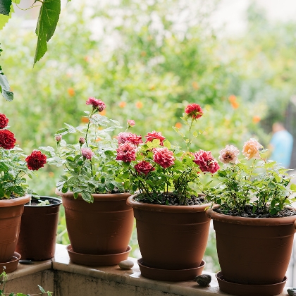 Verschiedene Rosen im Topf stehen auf einem Balkon