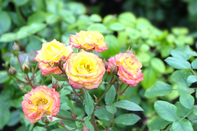 Rose der Sorte Little Sunset - ideal für den Topf
