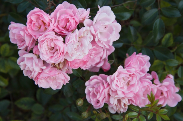 Rosafarbene Rose der Sorte The Fairy