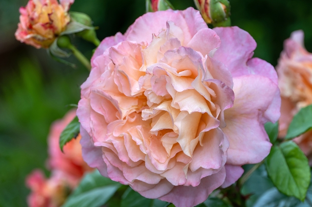 Rose der Sorte Augusta Luise