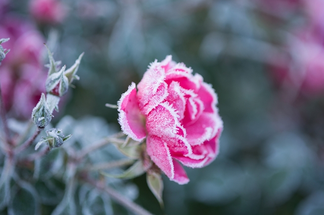Blüten einer pinken Rose mit Frost