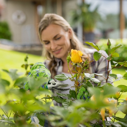 Frau schneidet gelbe Rosen zur Pflege