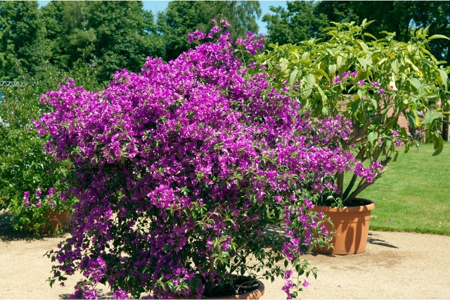 Rosane Bougainvillea im mediterranen Garten
