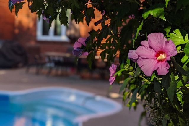 Blühender Gartenhibiskus mit Pool im Hintergrund