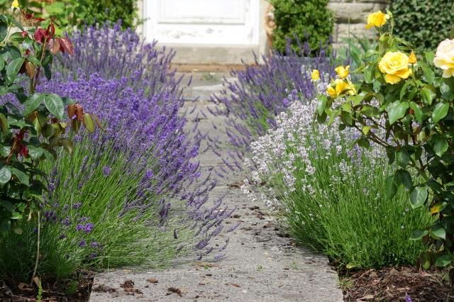 Blühender Lavendel säumt einen natürlichen Steinweg