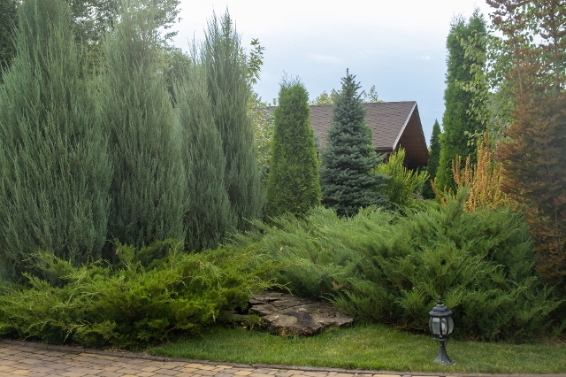 Garten mit immergrünen Thujen, säulenförmigen Nadelbäumen und Wacholdersträuchern, die optisch Zypressen ähneln