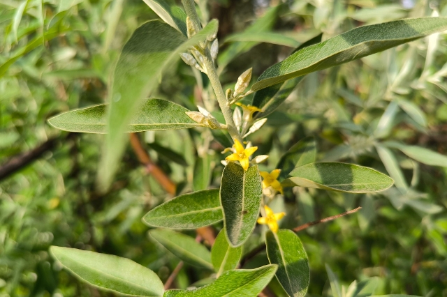 Schmalblättrige Ölweide mit silbrig-grünem, schmalem Laub – robuste, winterharte Pflanze für mediterrane Gärten