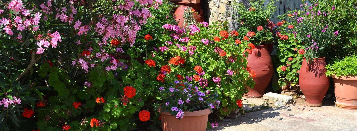 Oleander und weitere mediterrane Pflanzen in Terrakottatöpfen und Amphoren schmücken den Eingangsbereich eines Hauses