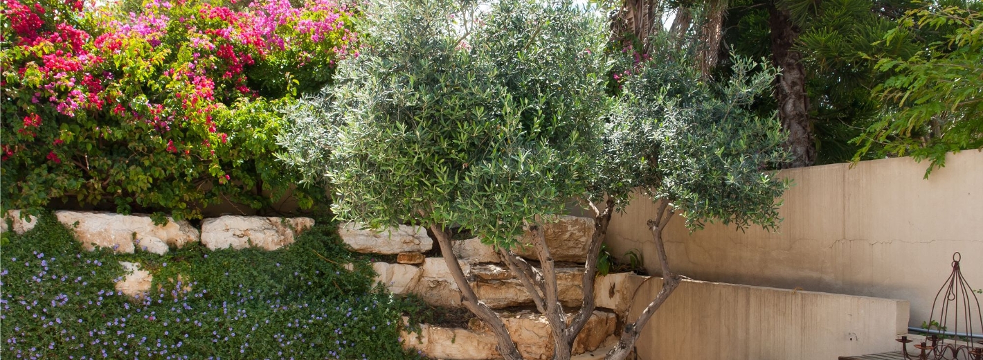 Olivenbaum im mediterranen Garten