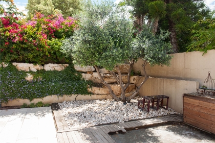 Olivenbaum im mediterranen Garten