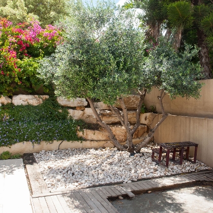 Olivenbaum im mediterranen Garten
