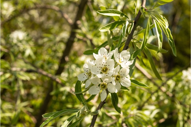 Blühende Weidenblättrige Birne, deren schmale Blätter an den Olivenbaum erinnern