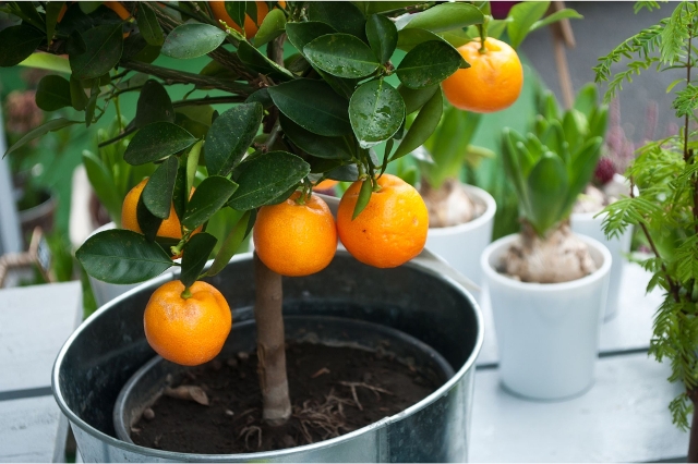 Kleiner Orangenbaum im dekorativen Kübel mit glänzendem Laub und leuchtenden Früchten