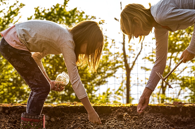 Mutter mit Kind säen gemeinsam Gemüse im Gartenbeet.