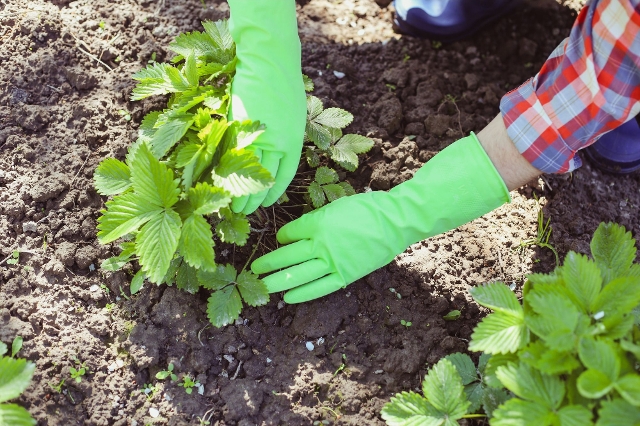 Erdbeerbusch wird im Beerengarten eingepflanzt.