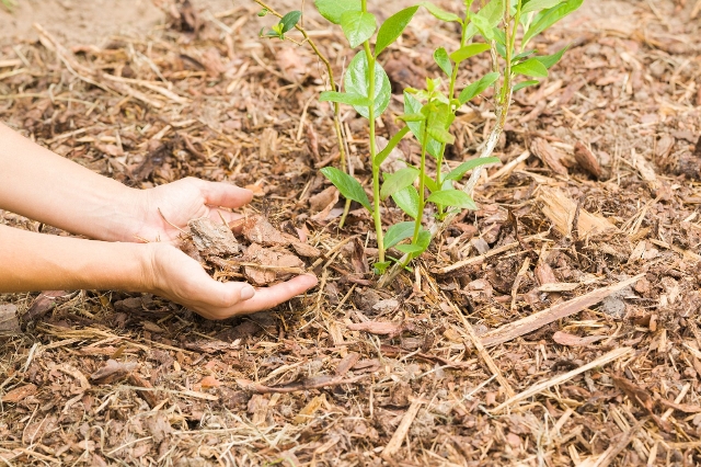 Heidelbeerbusch wird mit Mulch umrandet