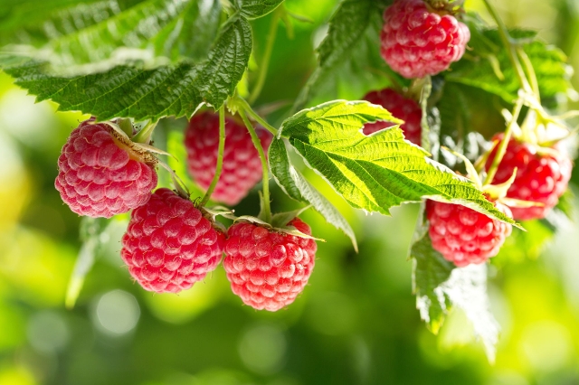 Reife Himbeeren am Strauch im Beerengarten