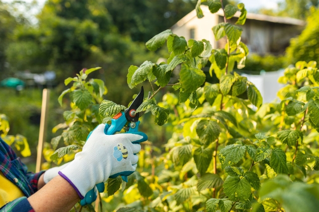Himbeerstrauch wird geschnitten