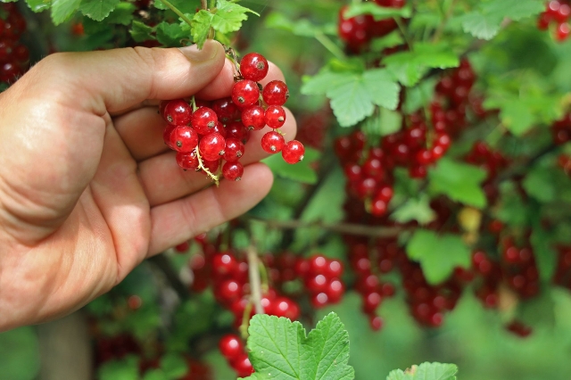 Rote Ribisel aus dem Beerengarten
