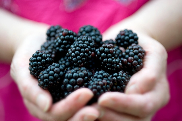 Eine Handvoll Brombeeren aus dem Naschgarten gepflückt
