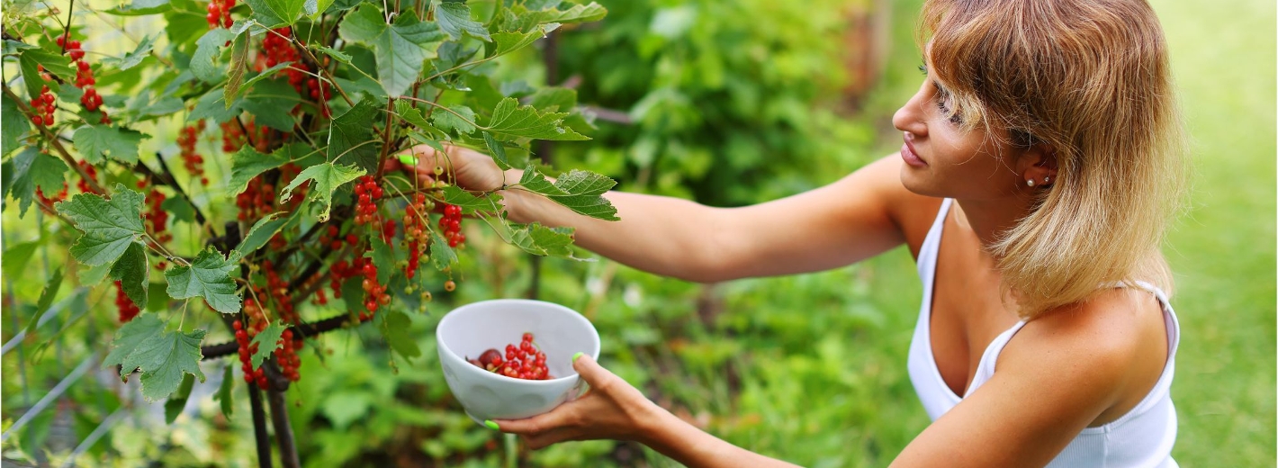 Eine junge Frau erntet reife Ribisel von einem Ribes-Strauch aus ihrem Naschgarten
