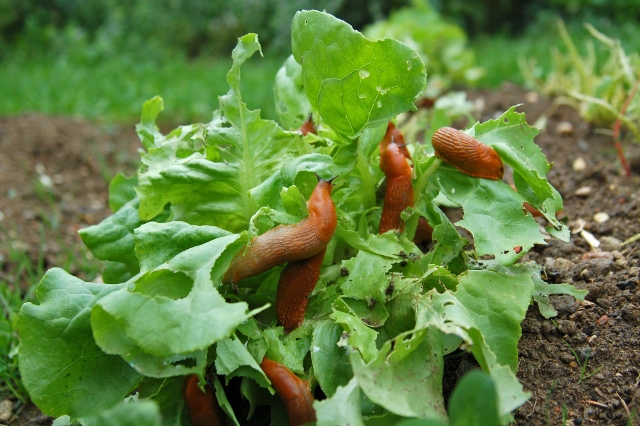Nacktschnecken, die gerade einen Salat verzehren, der noch in der Erde verwurzelt ist