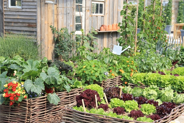 Naschgarten, ausgestattet mit Hochbeeten, in denen von Salat über Tomate bis hin zu Gurke alles wächst