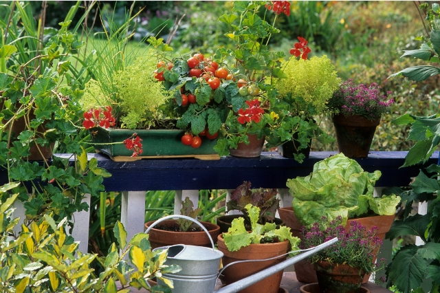 Ein Naschbalkon mit Blumen, Cocktailtomaten, Salat und verschiedenste Kräuter