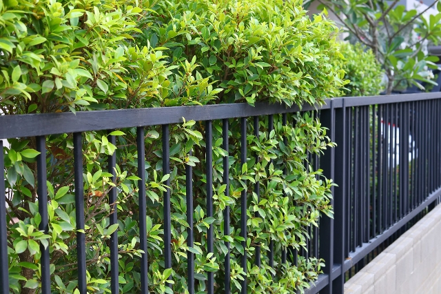 Gartensichtschutz durch Pflanze am Zaun