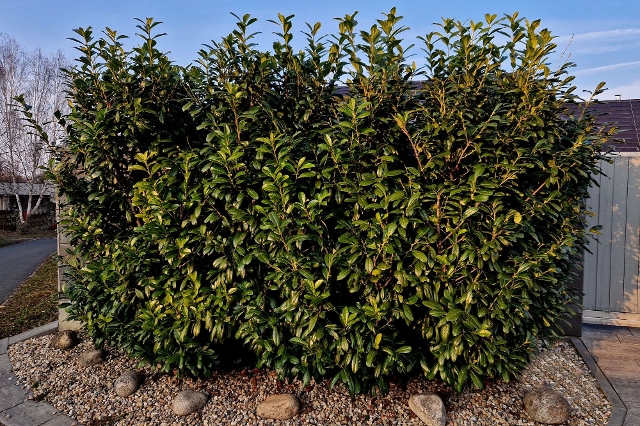 Natürlicher Sichtschutz durch eine Hecke