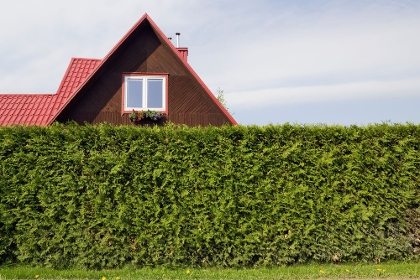 Sichtschutz des Gartens durch eine Hecke