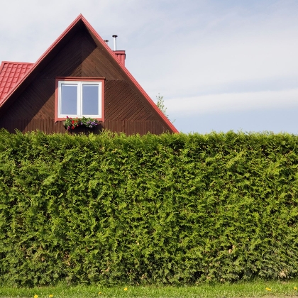 Sichtschutz des Gartens durch eine Hecke