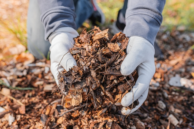 Häckselgut wird als Mulchschicht verwendet