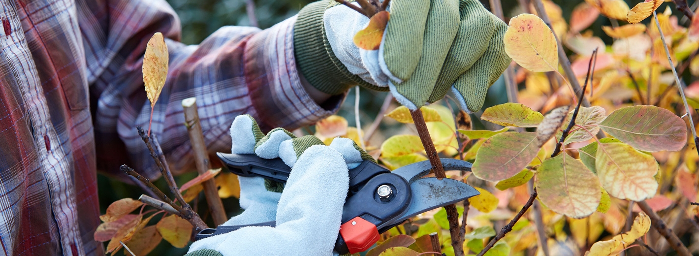 Pflanzen schneiden im Herbst