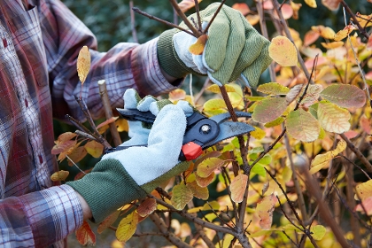Pflanzen schneiden im Herbst