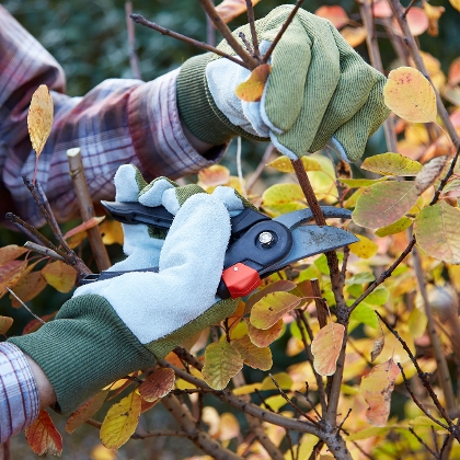 Pflanzen schneiden im Herbst