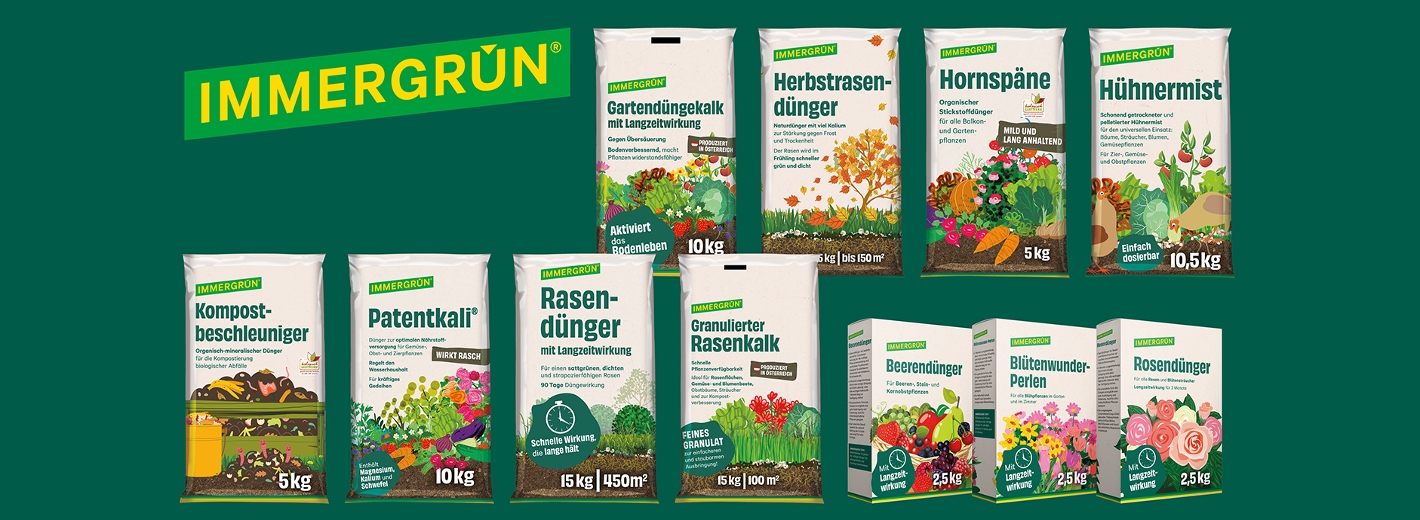 Immergrün Dünger