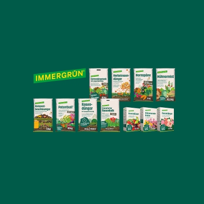 Immergrün Dünger