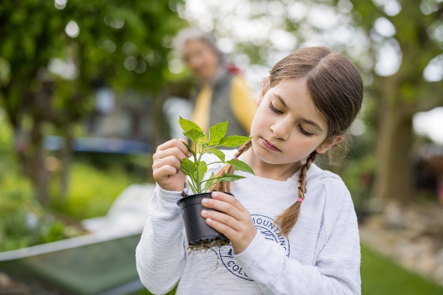 Mädchen pflanzt Gemüse im Garten
