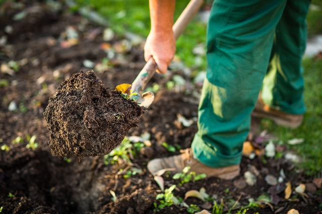 Mann gräbt Beet im Garten um