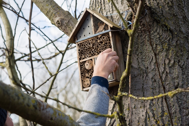 Mann hängt Insektenhotel am Baum auf