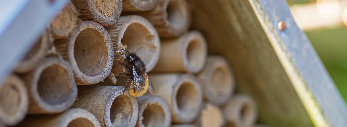 Hummel an einem selbstgebauten Insektenhotel