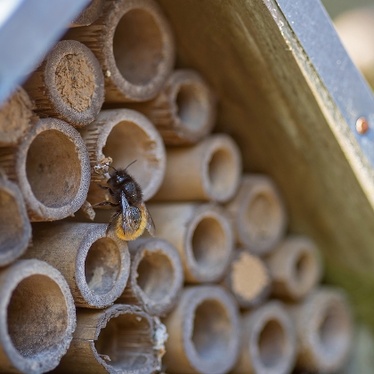 Hummel an einem selbstgebauten Insektenhotel